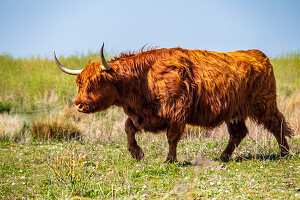 Highland cattle grazing on island Tiengemeten, The Netherlands, Europe.