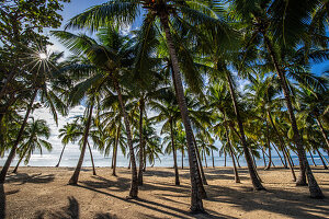 Plage de Bois Jolan, Sonnenaufgang am Strand, Sainte-Anne, Guadeloupe, Französische Antillen, Frankreich, Europa