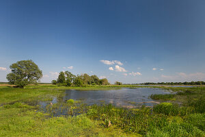  Tributary of the Oder, Oderbruch, Brandenburg, Germany 