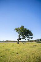  Single laurel tree in Fanal, Madeira, Portugal. 