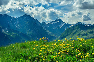  Blooming globeflowers with Wurmaulspitze, Grabspitz and Felbespitze in the background, Pfunderer Höhenweg, Zillertal Alps, South Tyrol, Italy 