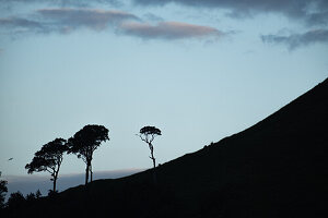  View of the trees on the Law hill in North Berwick, East Lothian, Scotland, United Kingdom 