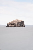 Blick auf eine Vogelkolonie auf dem Bass Rock, Leuchtturm, East Lothian Coast, Schottland, Vereinigtes Königreich