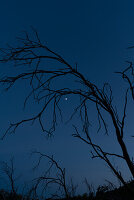 Silhouette of trees and branches against a clear, blue starry sky, creating a tranquil nighttime scene.