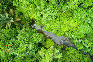 Top aerial view of a small river running through the woods in Ubud, Bali, Indonesia.