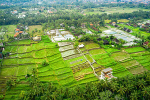  Luftaufnahme der grünen Reisfelder in Ubud, Bali, Indonesien. 