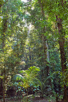 forest,French Guiana,overseas department and region of France,Atlantic coast of South America