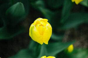  Noorwijk, Niederlande, Gelbe Tulpe, Tulpenfelder 