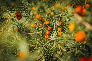 Herbstliche Vegetation am Cap Canaille bei Cassis und im Calanques Nationalpark, Provence-Alpes-Côte d'Azur, Frankreich