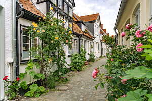 Gasse mit Rosenstöcken in der Altstadt von Eckernförde, Schleswig-Holstein, Deutschland