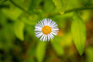 Eine einzelne weiße Blume mit gelber Mitte vor einem grünen Hintergrund
