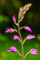Insekten krabbeln auf Orchidee Rotes Waldvögelein, Cephalanthera rubra, Kitzbüheler Horn, KAT Walk, Kitzbüheler Alpen, Tirol, Österreich