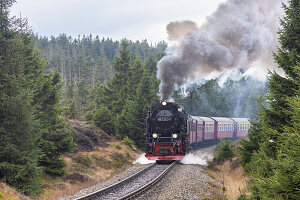 Brockenbahn auf dem Weg zum Brocken, Nationalpark Harz, Sachsen-Anhalt, Deutschland