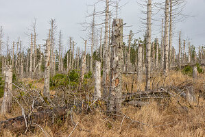Borkenkäfer, Scolytinae, abgestorbene Fichten, Brockenwald, Nationalpark Harz, Sachsen-Anhalt, Deutschland