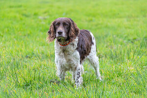 Deutscher Wachtelhund, Jagdhund in einer Wiese, Schleswig-Holstein, Deutschland