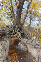 Die Hexenlinde an der Burgruine Lauenburg, Stecklenberg, Sachsen-Anhalt, Deutschland