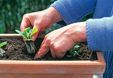 Easyplant Jungpflanzen Bilder  Garten-Fotos kaufen  Gartenbildagentur  Friedrich Strauss