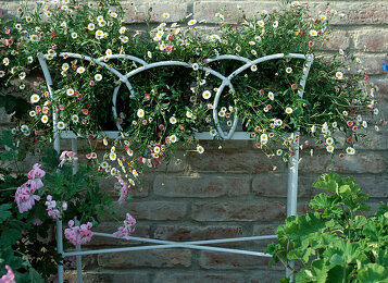 Blumenbank Bilder – Garten-Fotos kaufen ❘ Gartenbildagentur Friedrich Strauss