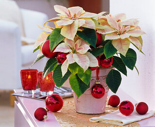 Bildauswahl: Amaryllis mit Weihnachtsstern  Gartenbildagentur Friedrich  Strauss