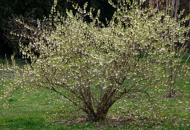 Lonicera x purpusii Bilder  Garten-Fotos kaufen  Gartenbildagentur  Friedrich Strauss