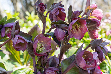 Helleborus Orientalis Bilder – Garten-Fotos kaufen ...