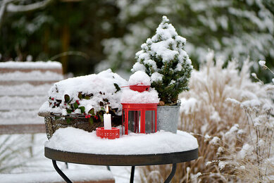 Winterdekoration Bilder – Garten-Fotos kaufen ❘ Gartenbildagentur