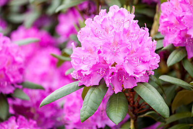Rhododendron Bilder  Garten-Fotos kaufen  Gartenbildagentur Friedrich  Strauss