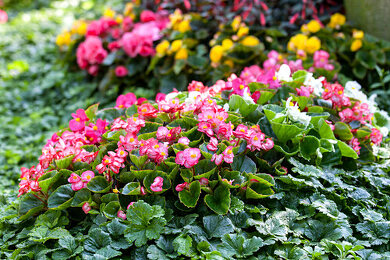 Gottesauge Bilder  Garten-Fotos kaufen  Gartenbildagentur Friedrich  Strauss