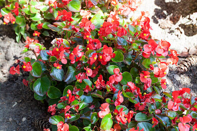 Gottesauge Bilder  Garten-Fotos kaufen  Gartenbildagentur Friedrich  Strauss