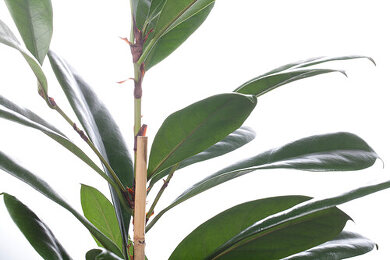 Verzweigter Gummibaum Bilder  Garten-Fotos kaufen  Gartenbildagentur  Friedrich Strauss