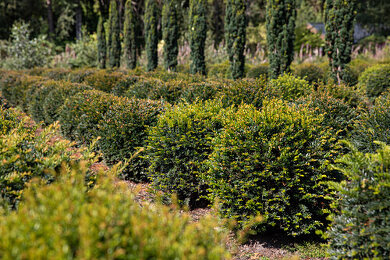 fagus sylvatica atropunicea wikipedia Fagus sylvatica 'Atropunicea' Gartenpflanzen