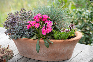 Porzellanröschen Bilder – Garten-Fotos kaufen ❘ Gartenbildagentur Friedrich Strauss