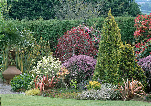 thuja angebot Lebensbaum