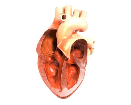 emplacement du septum interventriculaire