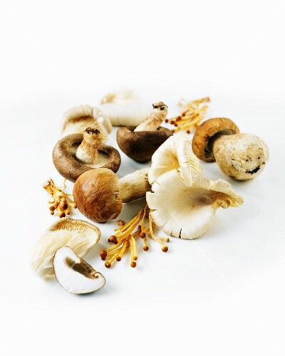 Verschiedene frische Pilze – Bilder kaufen – 11434282 StockFood