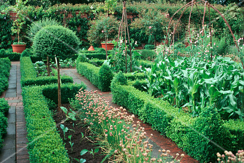 Formaler Garten mit Hecken aus Buxus … – Bild kaufen - 12123996