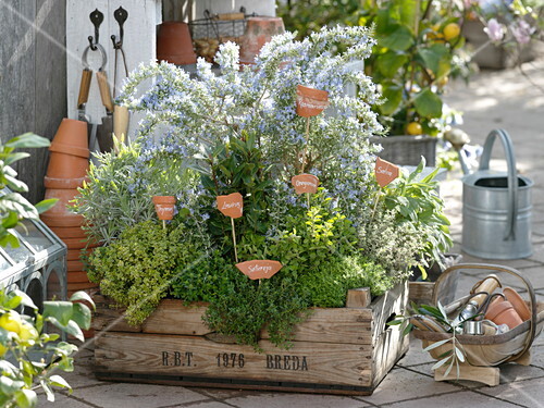 Kräutergarten in Holzkiste – Bild kaufen – Friedrich Strauss