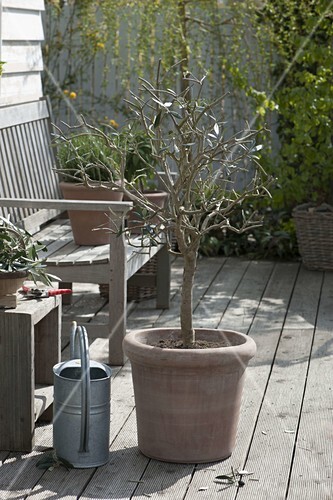 Olivenbaum Umtopfen Und In Form Bild Kaufen 12172334