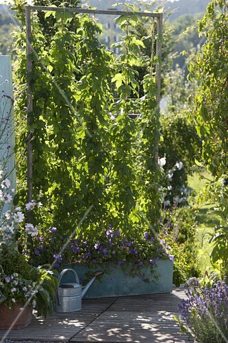 Hopfen Als Sichtschutz In Blechkasten Bild Kaufen 12173918