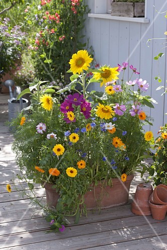 Bunte Sommerblumenmischung Moessinger Bild Kaufen 12187430