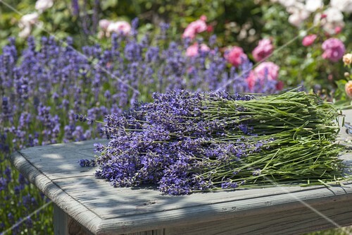 Lavendel Ernte Im Bauerngarten Bild Kaufen 12191418