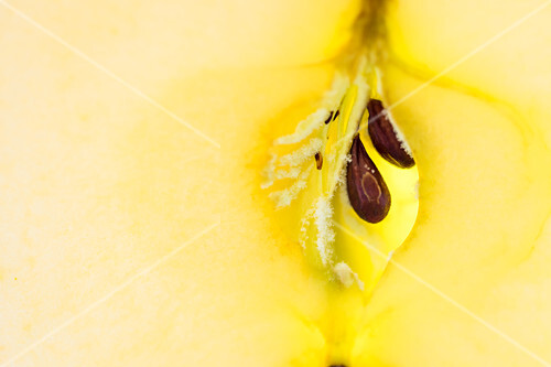 The core of an apple