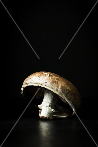 A fresh mushroom