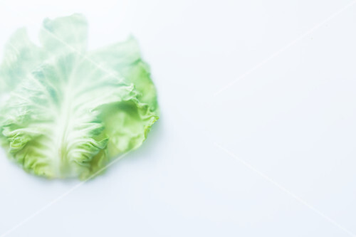 A white cabbage leaf