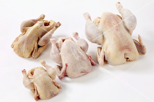 Stubenküken Kaufen Stubenküken Kaufen